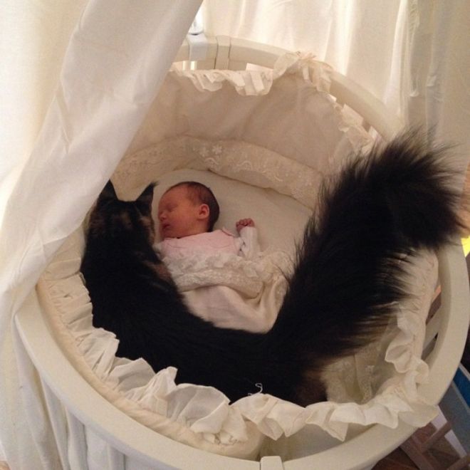 Младенец  в люльке и кот