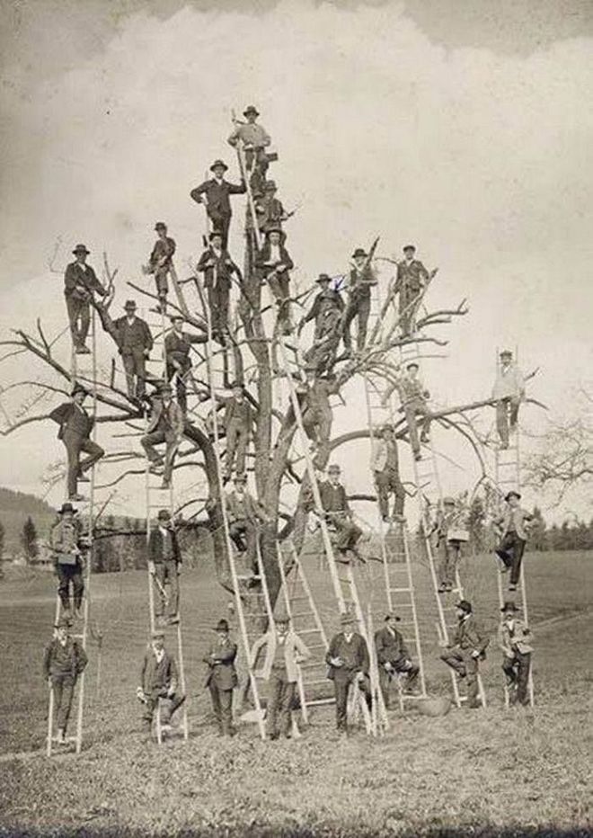 Мужики на дереве