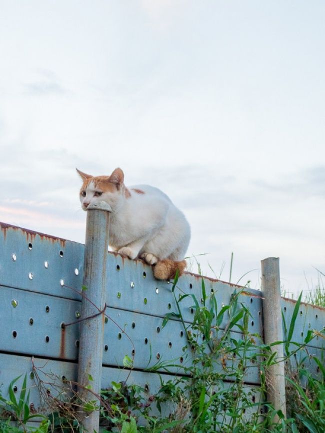 На заборе кот