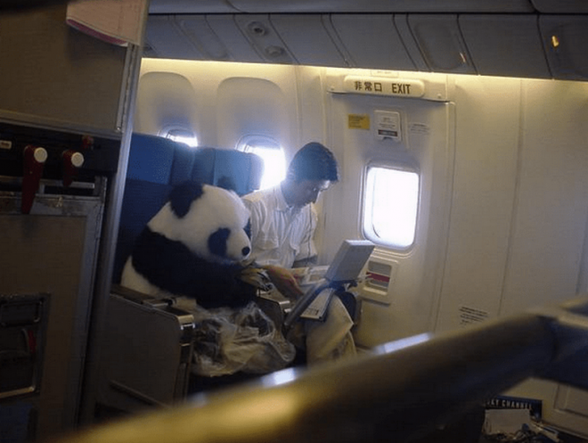 Панда на борту