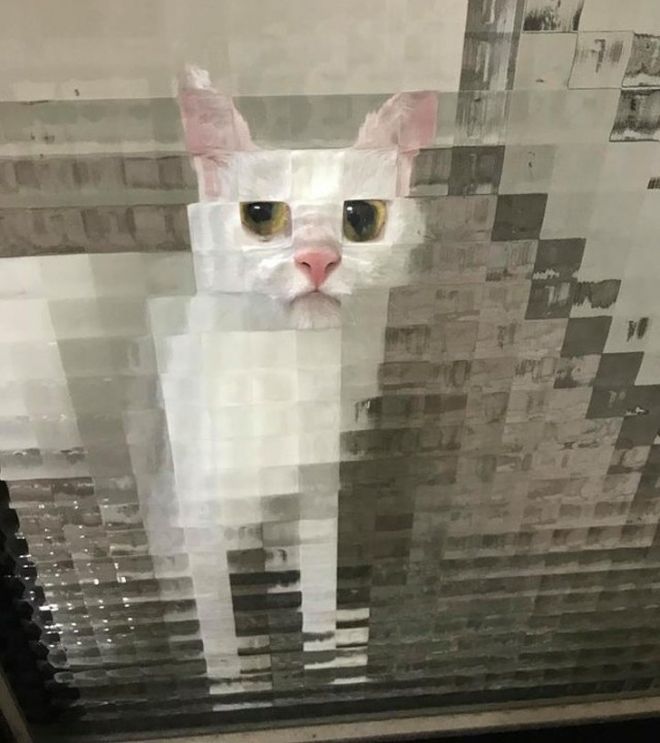 Пиксельный кот