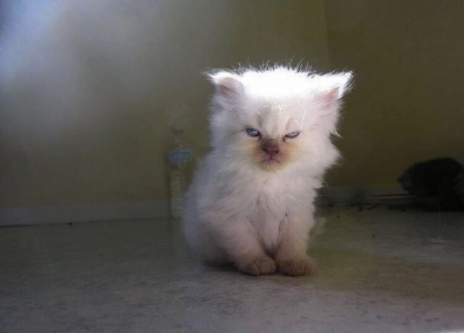 Сердитый котенок