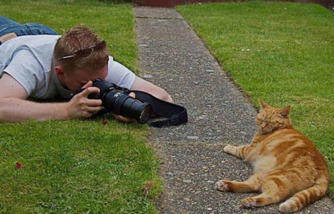 Сфотографировать кота