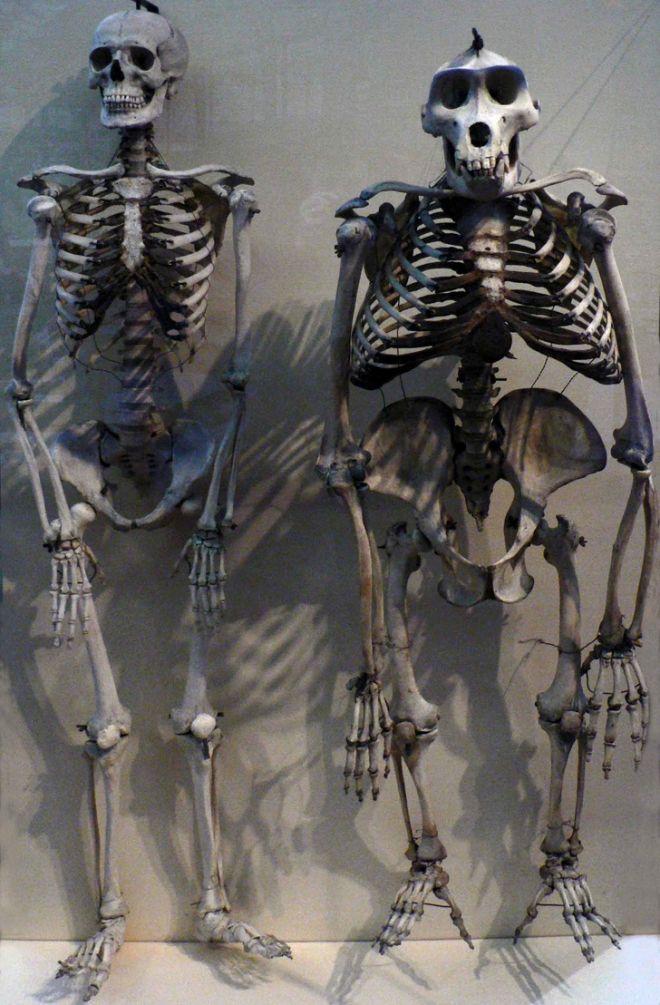 Скелет человека и скелет гориллы