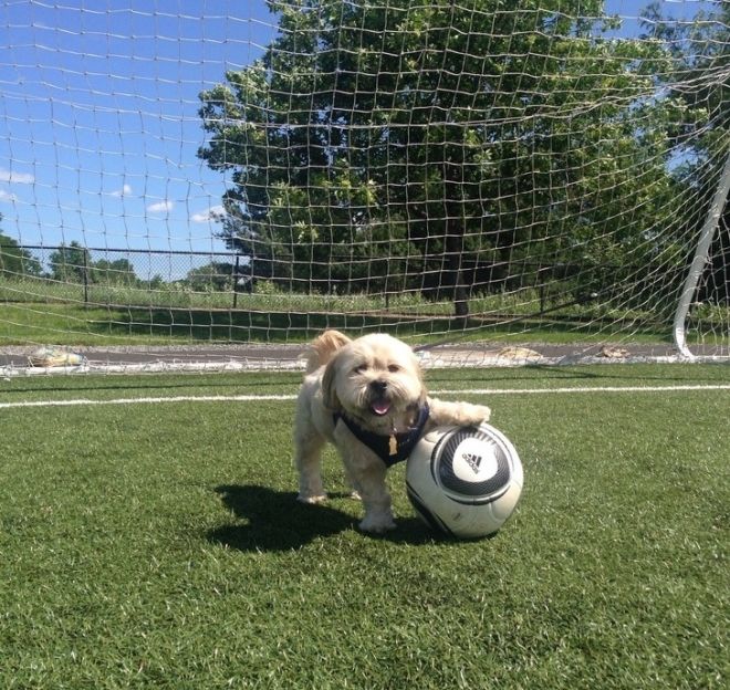 Собака-футболист