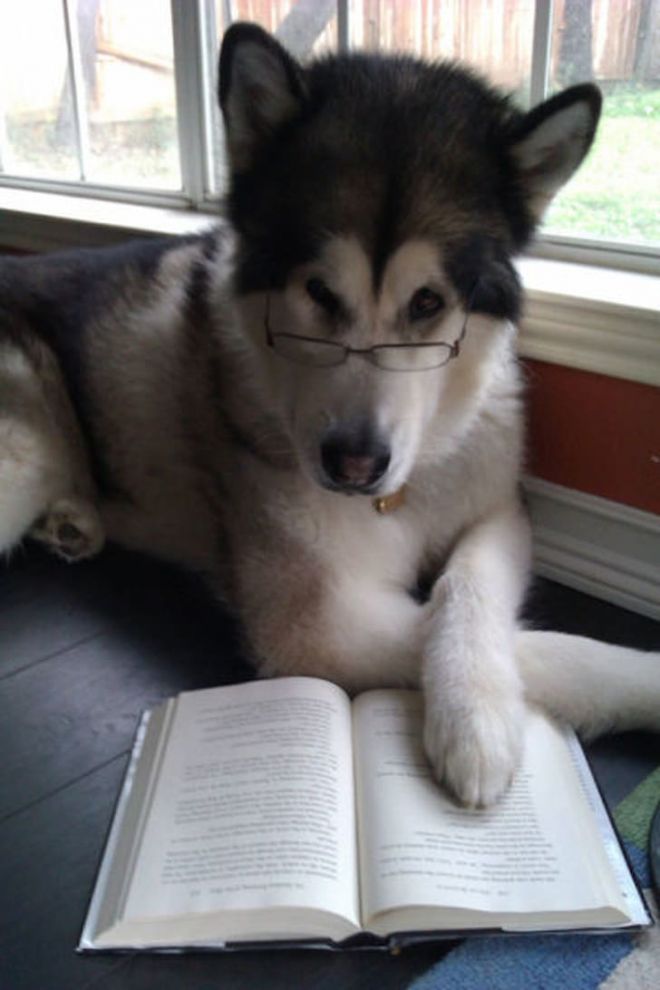 Собака читает книгу