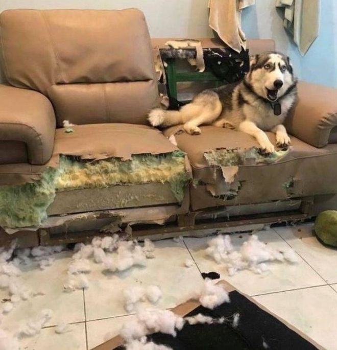 Собака и диван