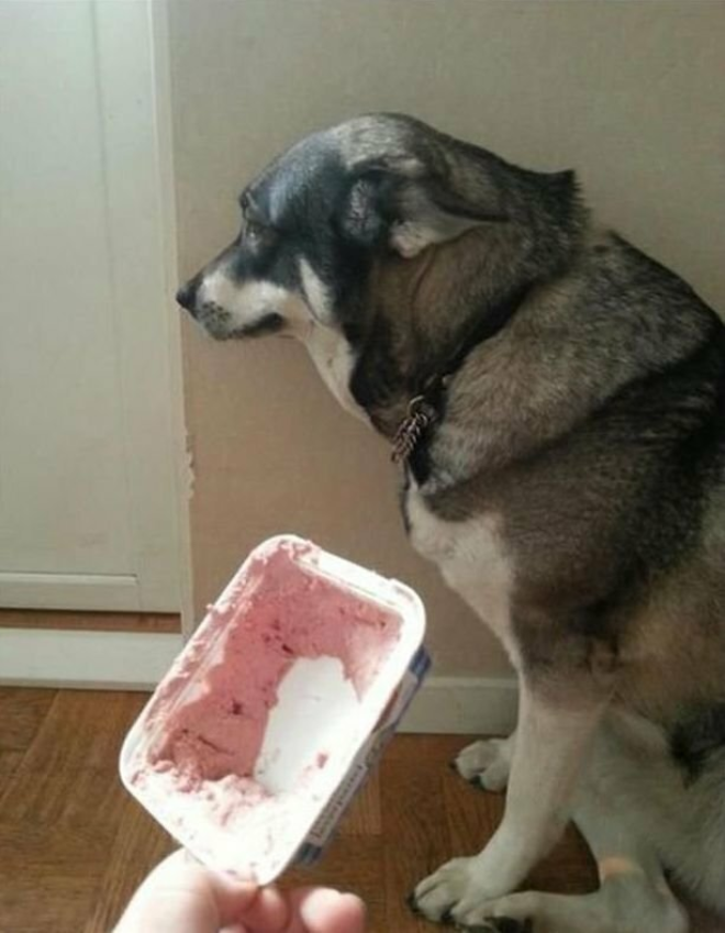 Собака и мороженое