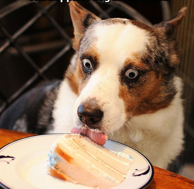 Собака и торт