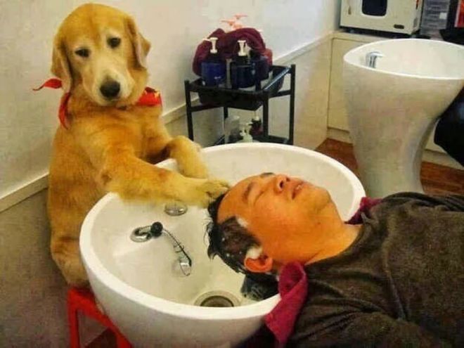 Собака моет голову