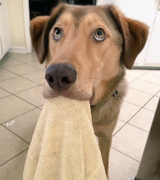 Собака с полотенцем