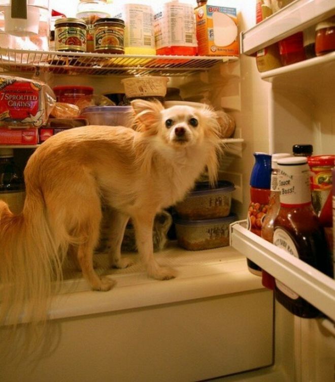 Собака в холодильнике