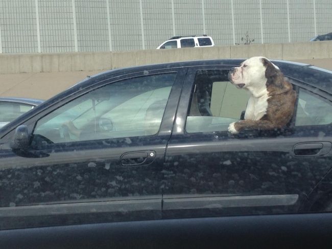 Собака в  машине