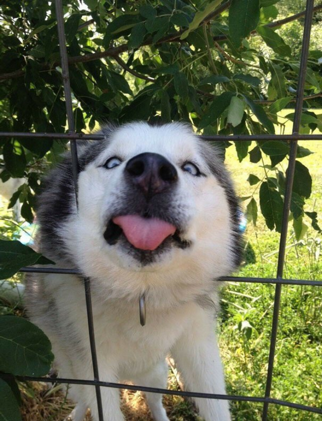 Собака в заборе