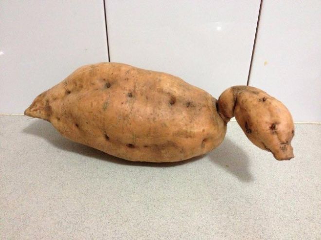 Утка-картошка