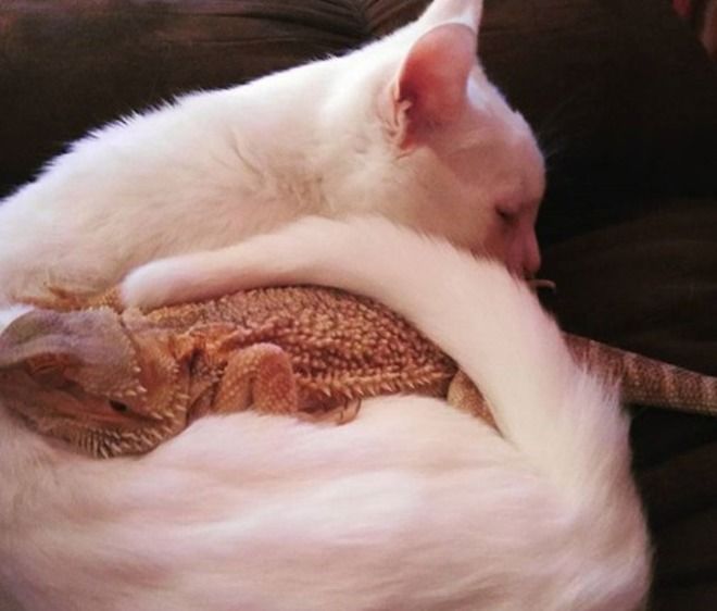 Ящерица-дракон и кот