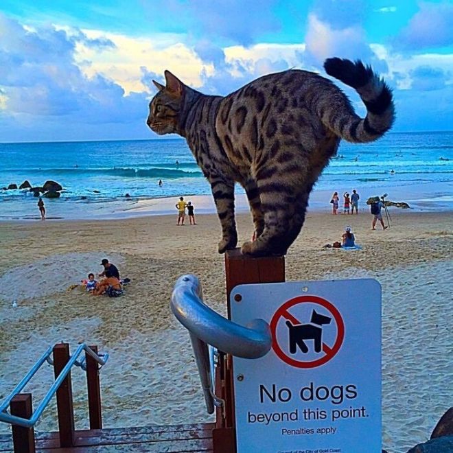 1. Пляж – это не место для собак