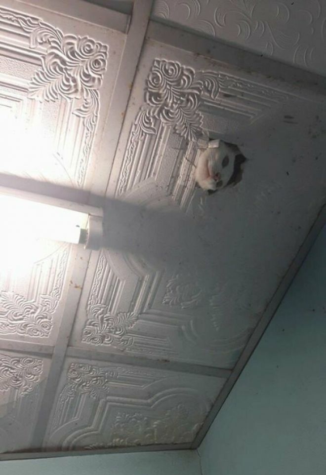 17. Кот сделал дыру в потолке