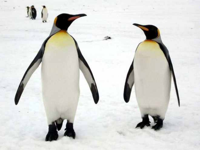 18. Пингвины однолюбы