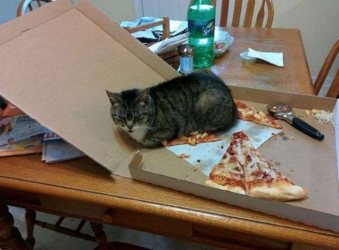 21. Не стоит расстраиваться, если кот съел всю пиццу