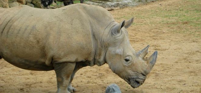 У носорога рог стоит из кератина