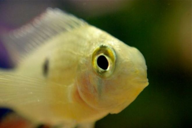25. Некоторые виды рыб могут запоминать лицо человека