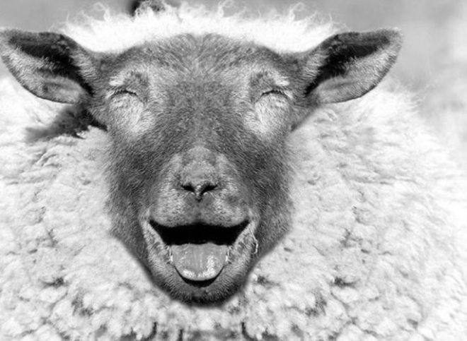 28. Оказывается, овечки могут не только улыбаться