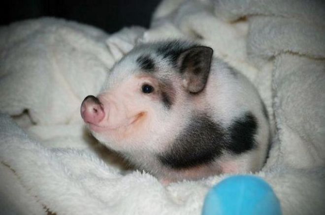 34. Эта маленькая свинка умеет улыбаться