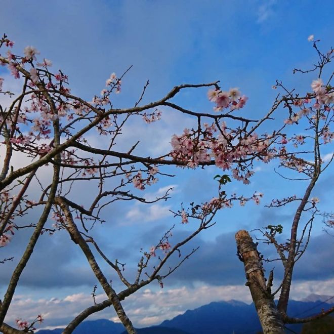 Сакура в Японии - самое обычное дерево и ей никто не восторгается