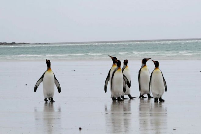 6. На Фолклендских островах есть пингвиний заповедник