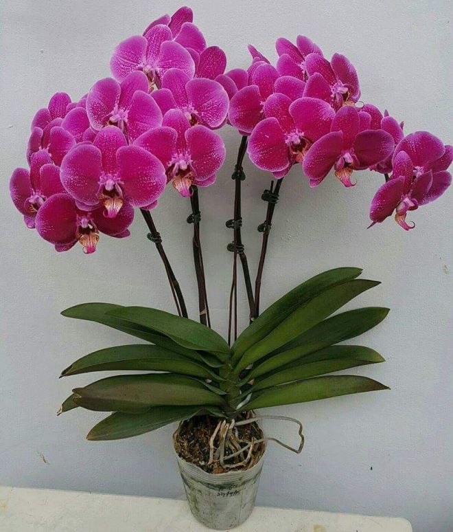 6 Орхидея