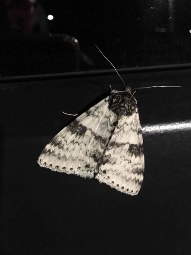 Ночные бабочки – не очень симпатичные существа