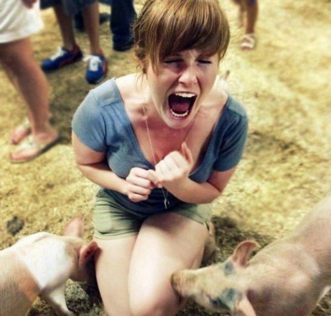 Обычно люди едят свинок
