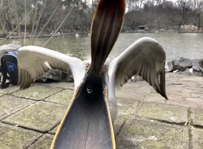 Как пеликан умеет пугать