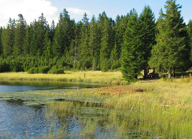 Леса в Словении занимают больше половины ее территории