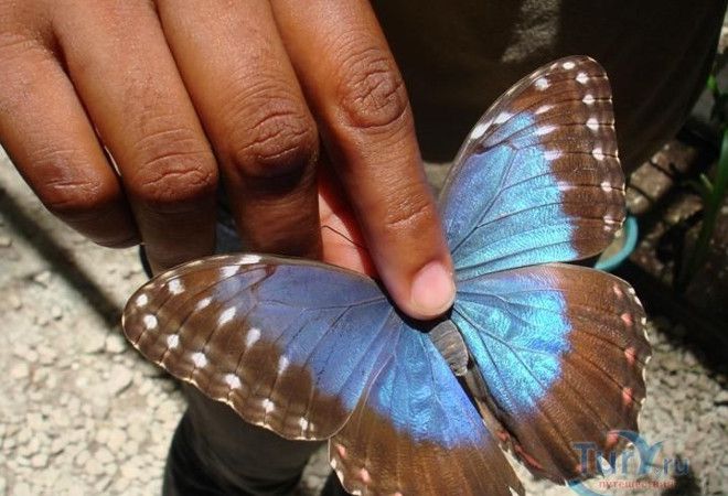 Удивительные бабочки Белиза