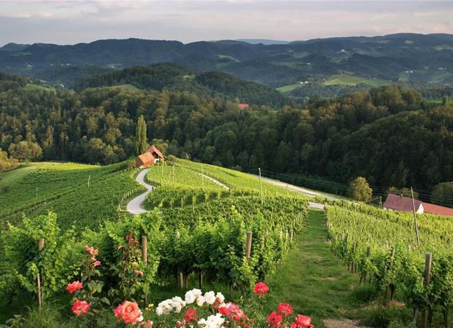 Виноградная лоза в Словении имеет огромную протяженность