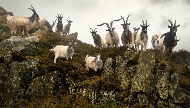 Дикие козы - одни из немногих крупных представителей дикой природы Уэльса
