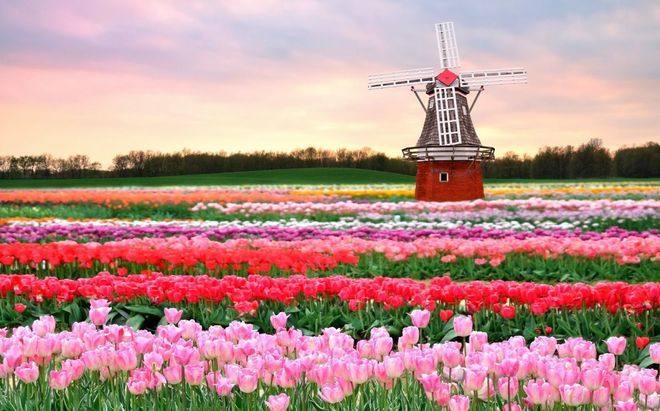 Парк тюльпанов Кёкенхоф в Амстердаме, Нидерланды