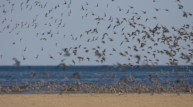 Колонии перелетных птиц у берегов Нидерландов