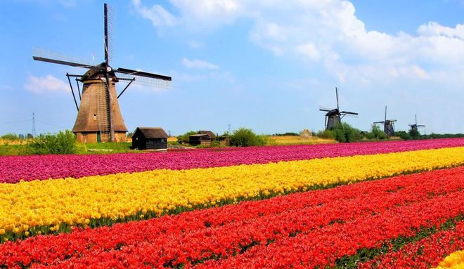Поле тюльпанов в Нидерландах