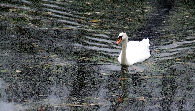 Лебедь в одном из парков Неймегена