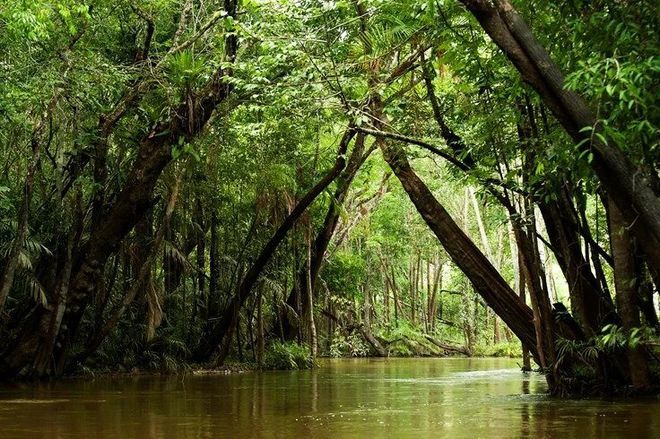 Амазонские леса близ Манауса