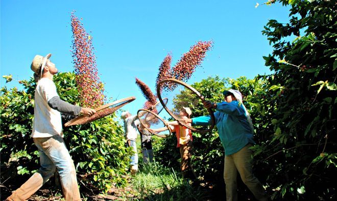 Уборка кофе на плантации в Бразилии