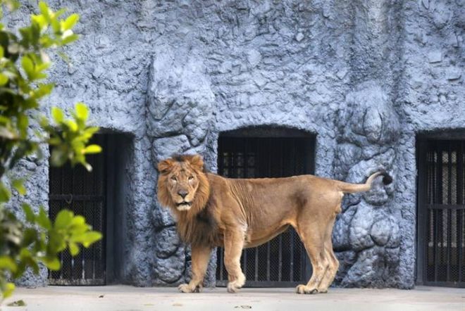 Азиатский лев в зоопарке Алипор, Калькутта