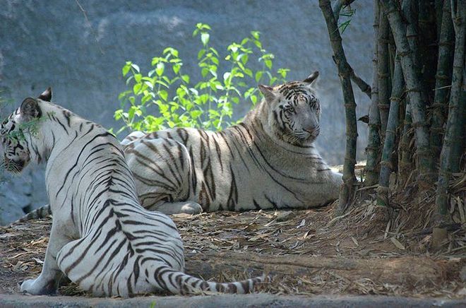 Белые тигры в зоопарке Ариньяр Анна, Индия