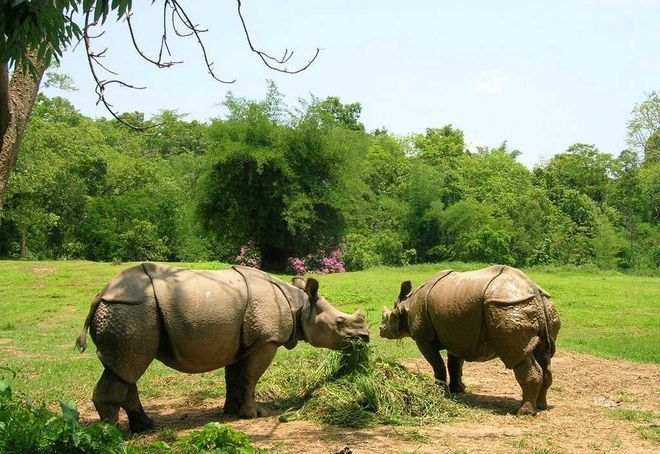 Индийские носороги в зоопарке Ассам, Индия