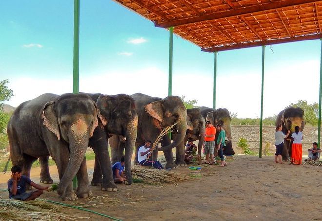 Слоновья ферма Эллефантастик, Индия