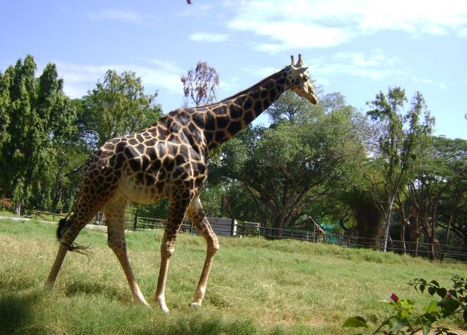 Жираф в зоопарке Неру, Индия