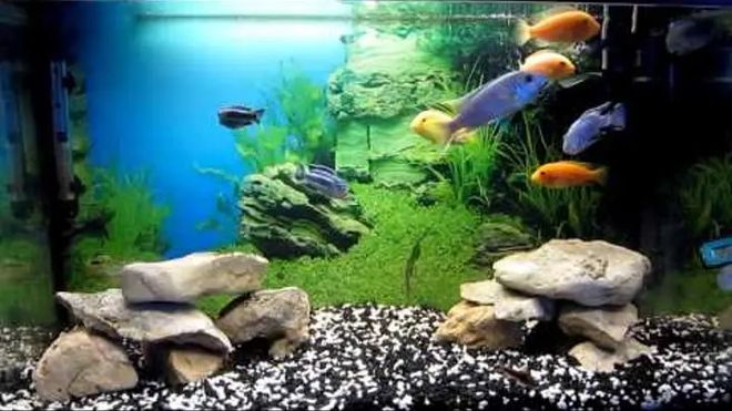 Салон аквариумов